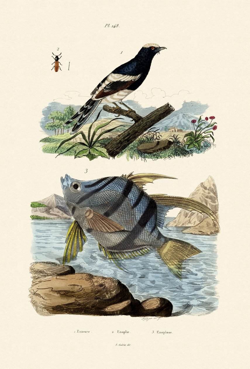 ذيل صغير ، 1833-1839 بواسطة المدرسة الفرنسية