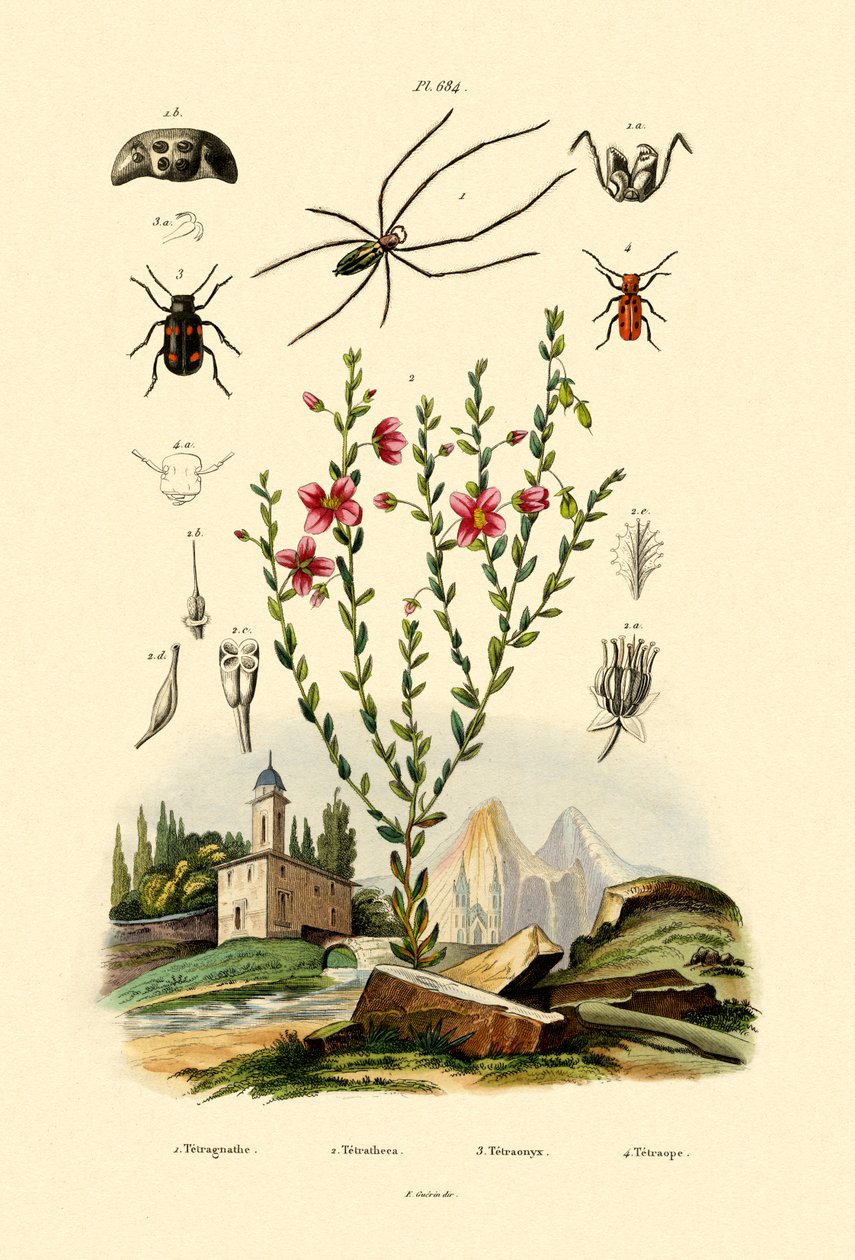عنكبوت طويل الفك 1833-1839 بواسطة المدرسة الفرنسية