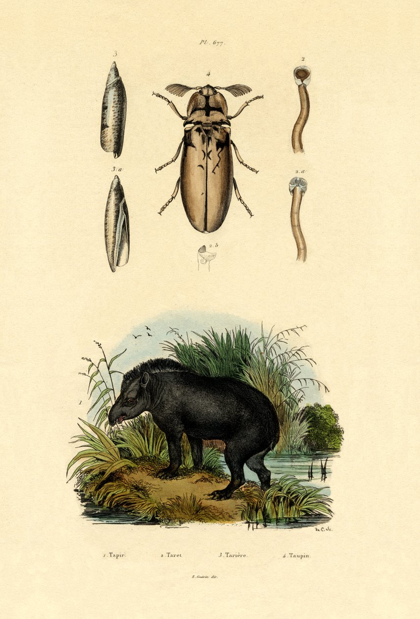 Lowland Tapir ، 1833-39 بواسطة المدرسة الفرنسية