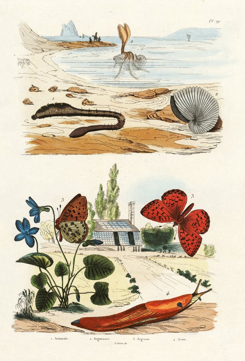 دودة الرئة ، 1833-1839 بواسطة المدرسة الفرنسية