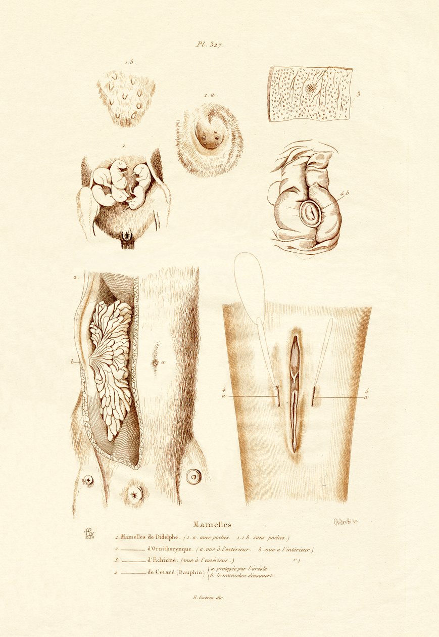 Mammary Glands ، 1833-39 بواسطة المدرسة الفرنسية