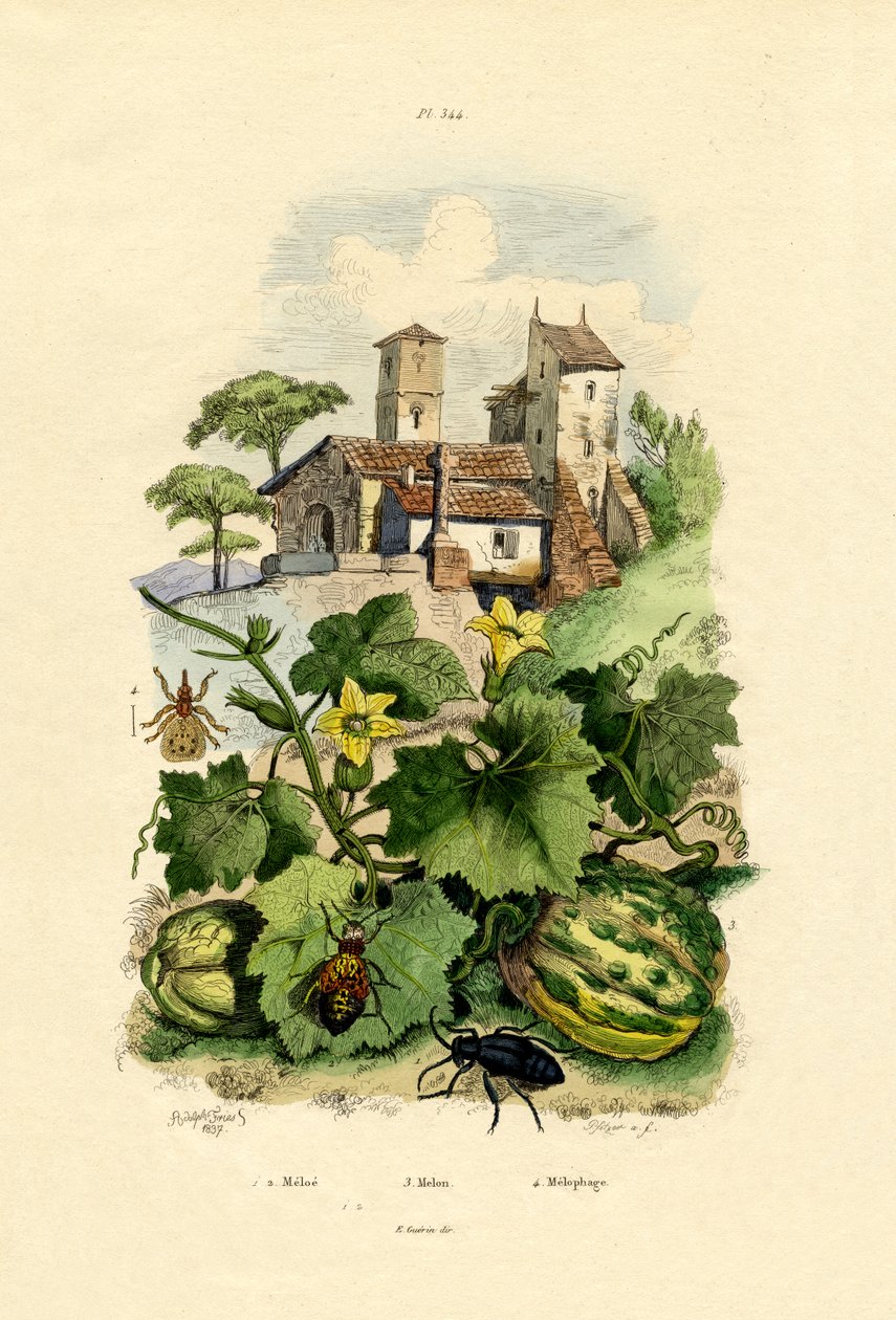 البطيخ ، 1833-1839 بواسطة المدرسة الفرنسية