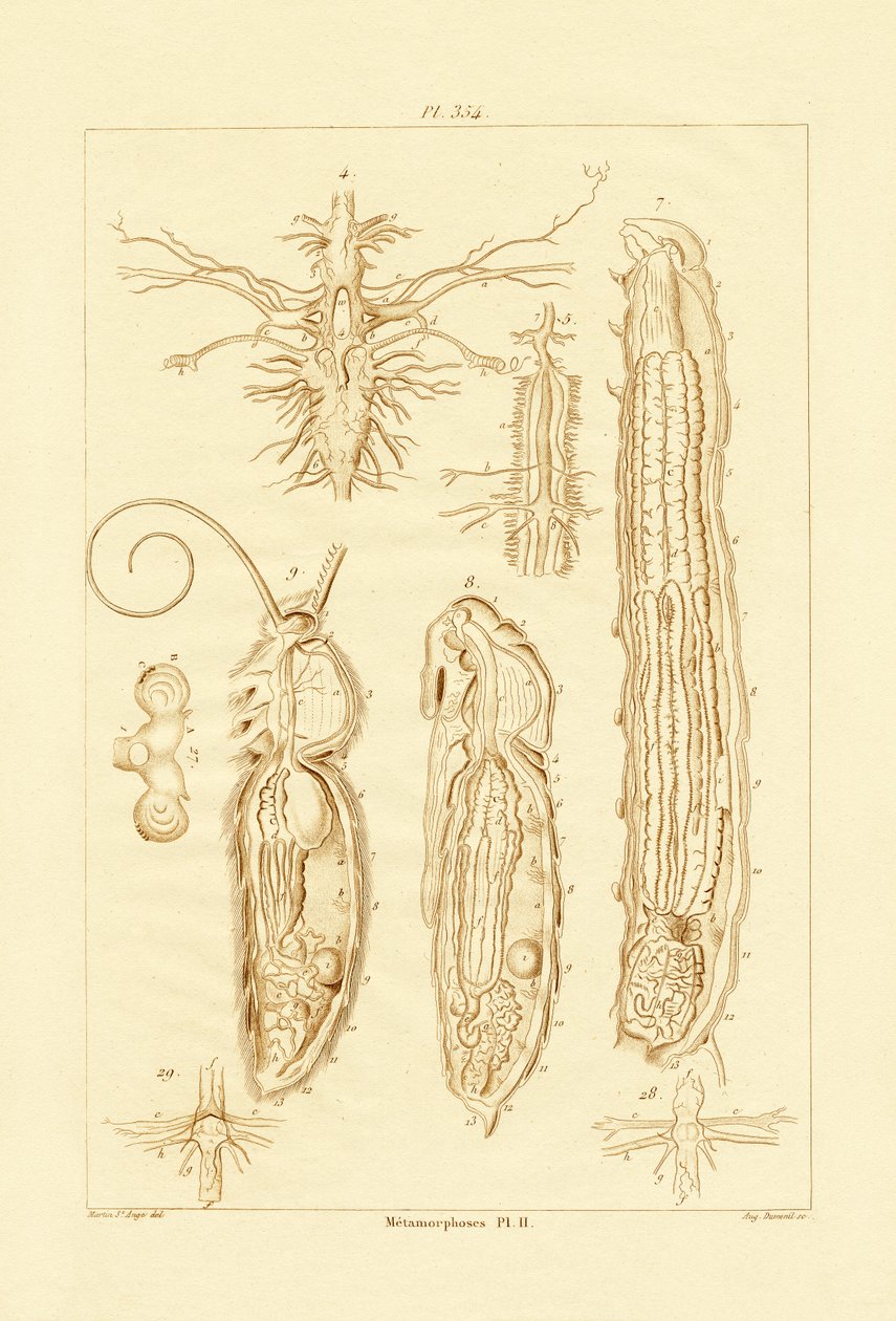 التحول ، 1833-1839 بواسطة المدرسة الفرنسية