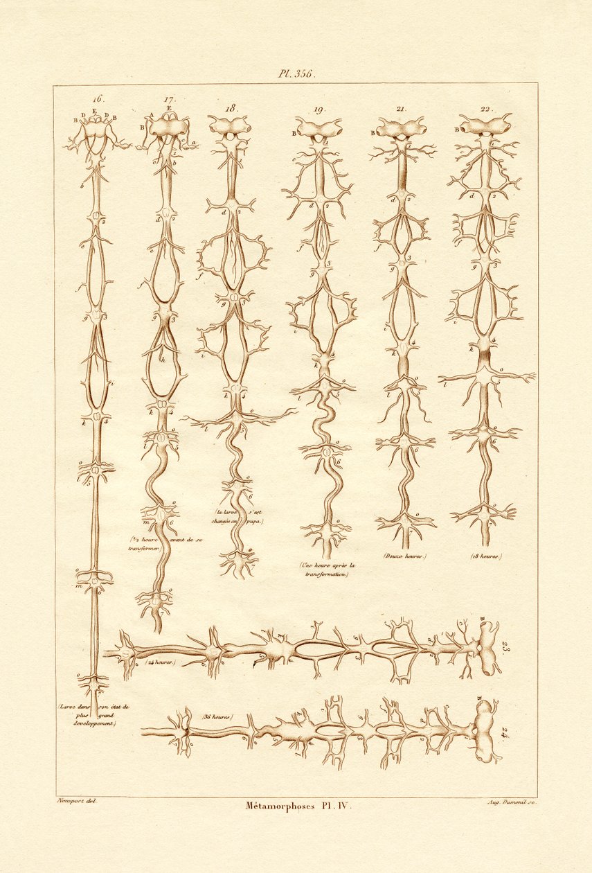 التحول ، 1833-1839 بواسطة المدرسة الفرنسية