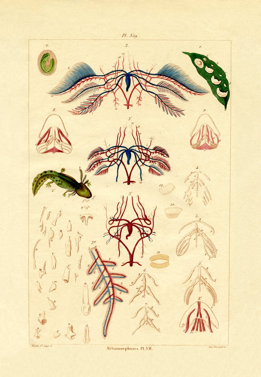 التحول ، 1833-1839 بواسطة المدرسة الفرنسية