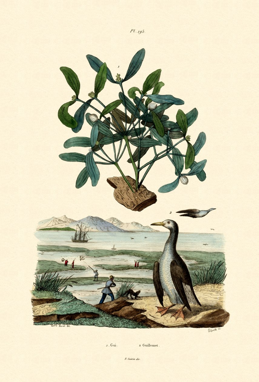 الهدال ، 1833-1839 بواسطة المدرسة الفرنسية