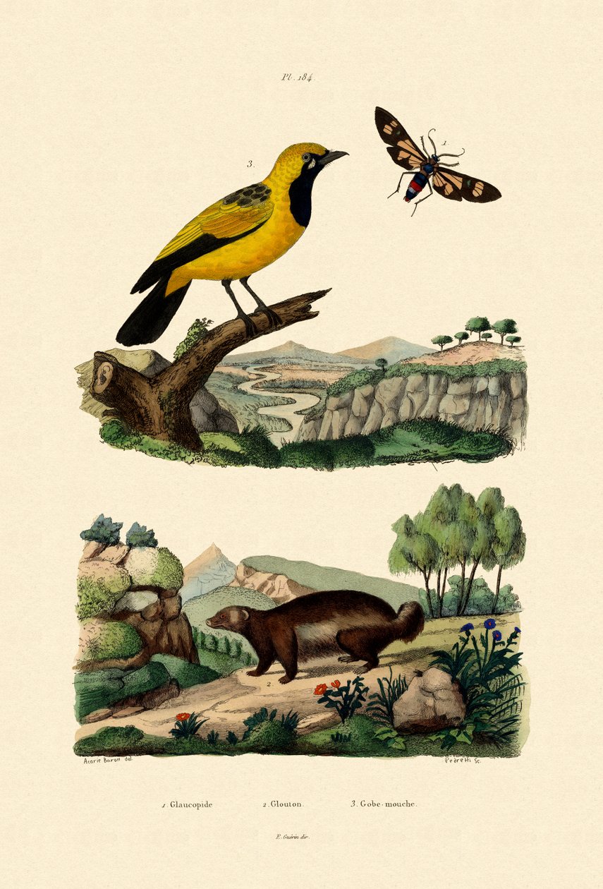فراشة ، 1833-1839 بواسطة المدرسة الفرنسية