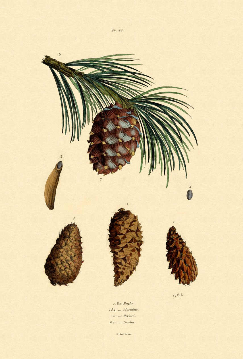 جبل الصنوبر ، 1833-1839 بواسطة المدرسة الفرنسية