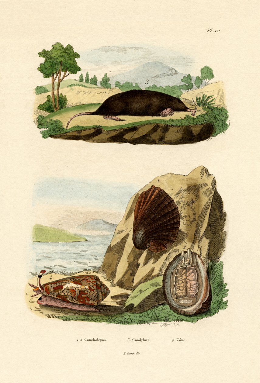 الرخويات الأصلية ، 1833-1839 بواسطة المدرسة الفرنسية