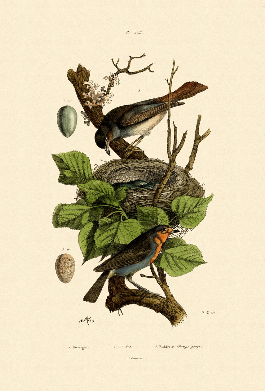 العندليب ، 1833-1839 بواسطة المدرسة الفرنسية