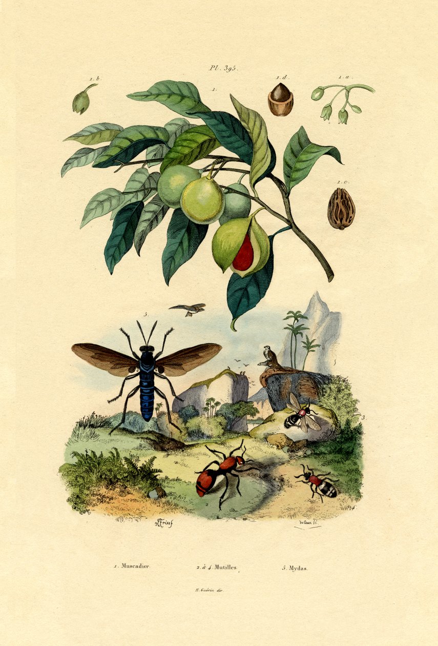 جوزة الطيب ، 1833-1839 بواسطة المدرسة الفرنسية
