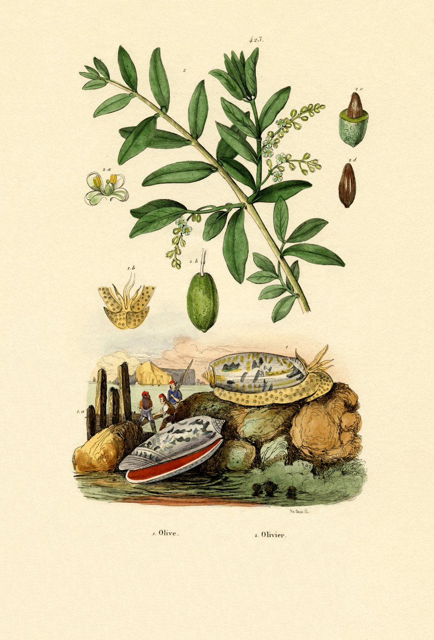 زيت الزيتون ، 1833-1839 بواسطة المدرسة الفرنسية