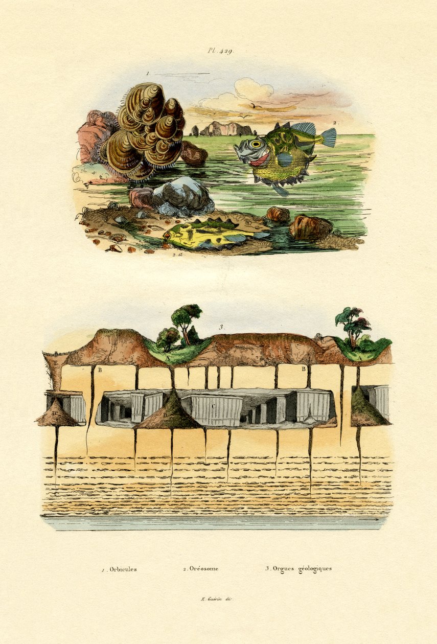 قذيفة Orbicula ، 1833-1839 بواسطة المدرسة الفرنسية