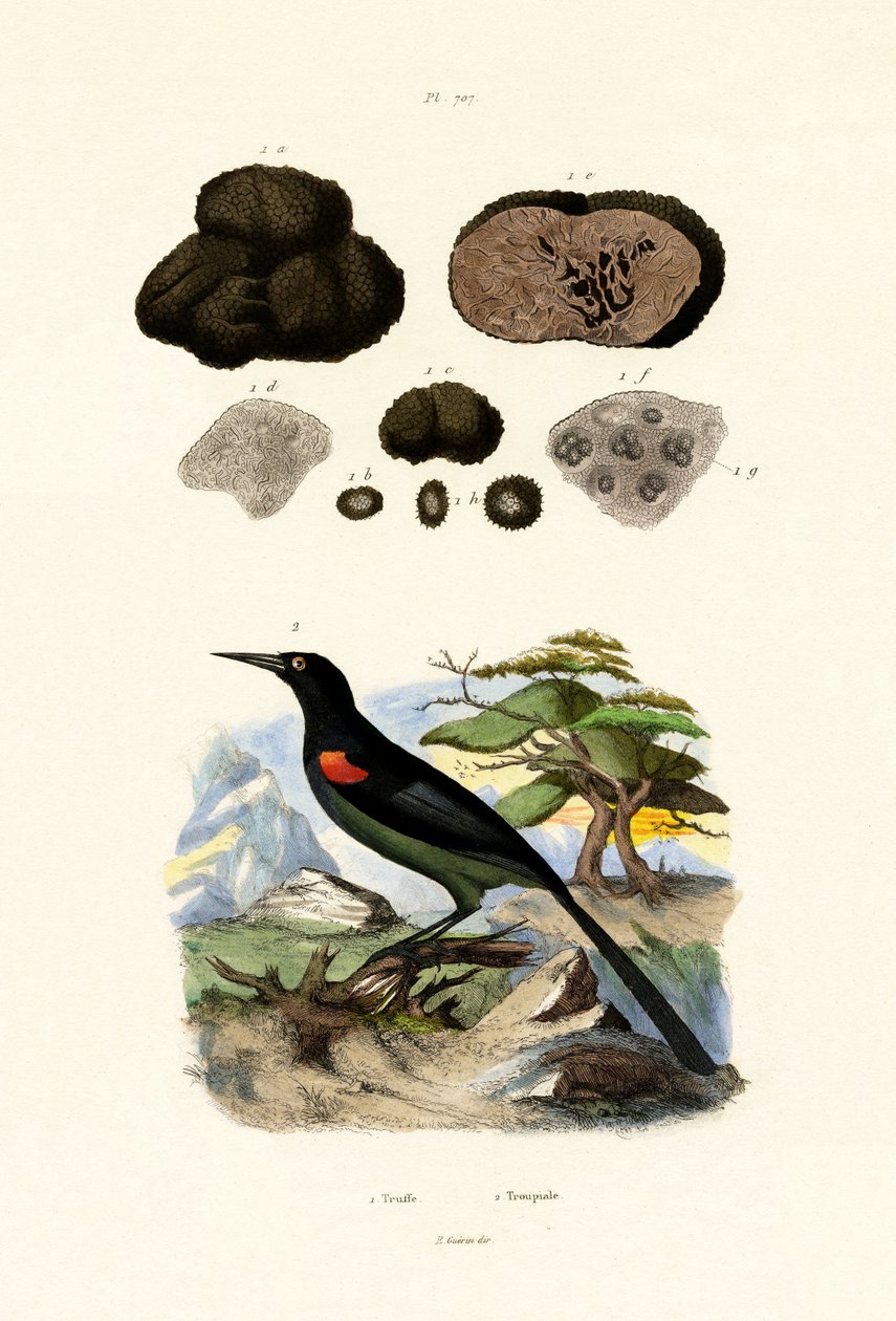 الأوريول ، 1833-1839 بواسطة المدرسة الفرنسية