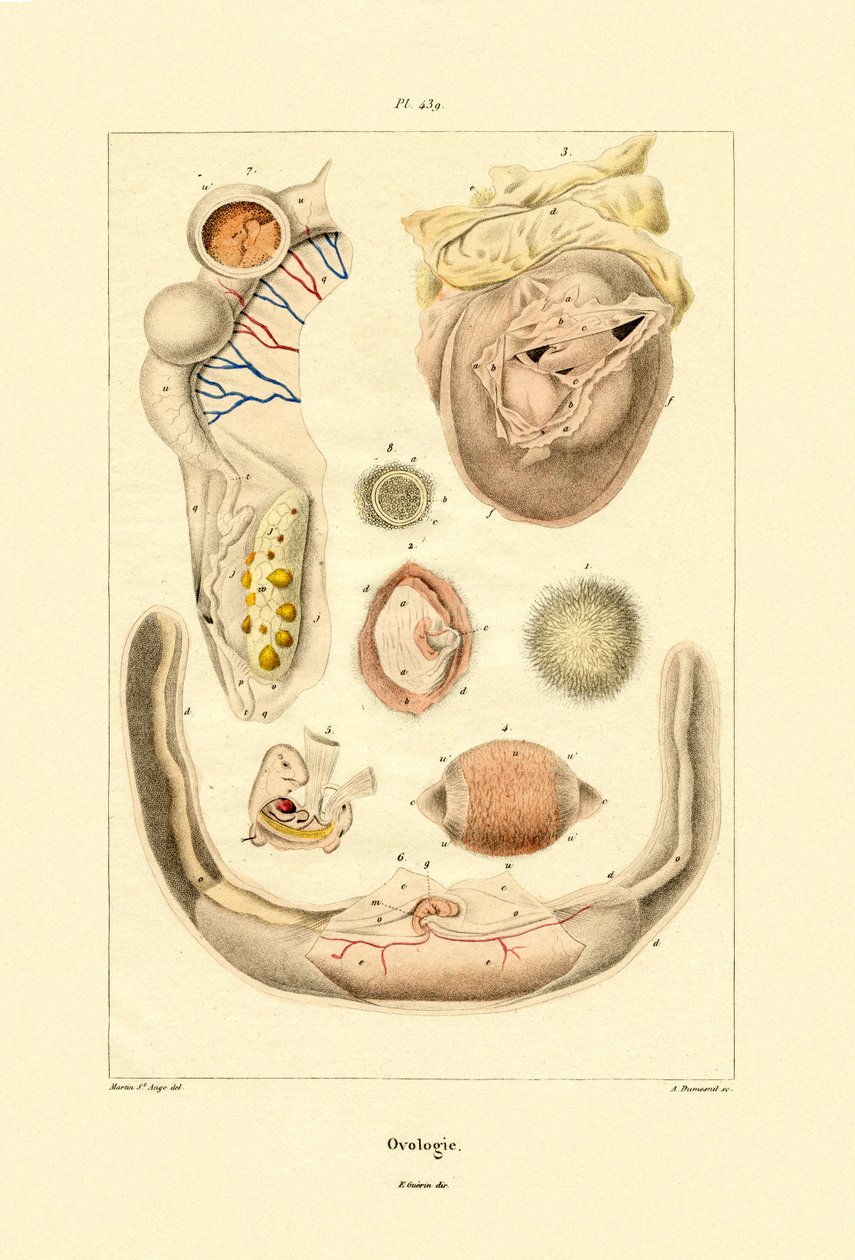 بيولوجيا ، 1833-1839 بواسطة المدرسة الفرنسية