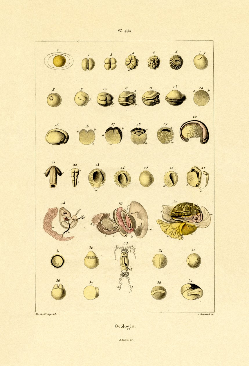 بيولوجيا ، 1833-1839 بواسطة المدرسة الفرنسية