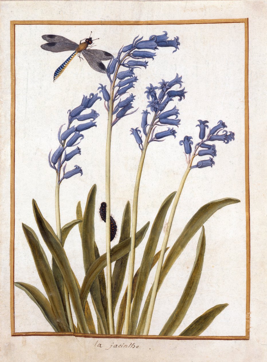 PD.126-1973f.36 Bluebell and a Dragonfly، c.1750 (wc und gouache on vellum) بواسطة المدرسة الفرنسية