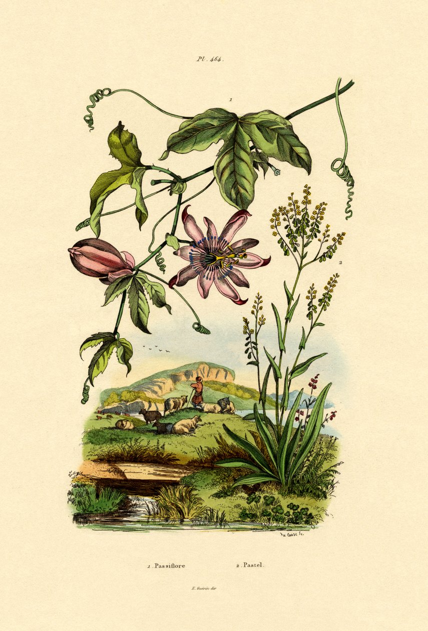 زهرة العاطفة ، 1833-1839 بواسطة المدرسة الفرنسية