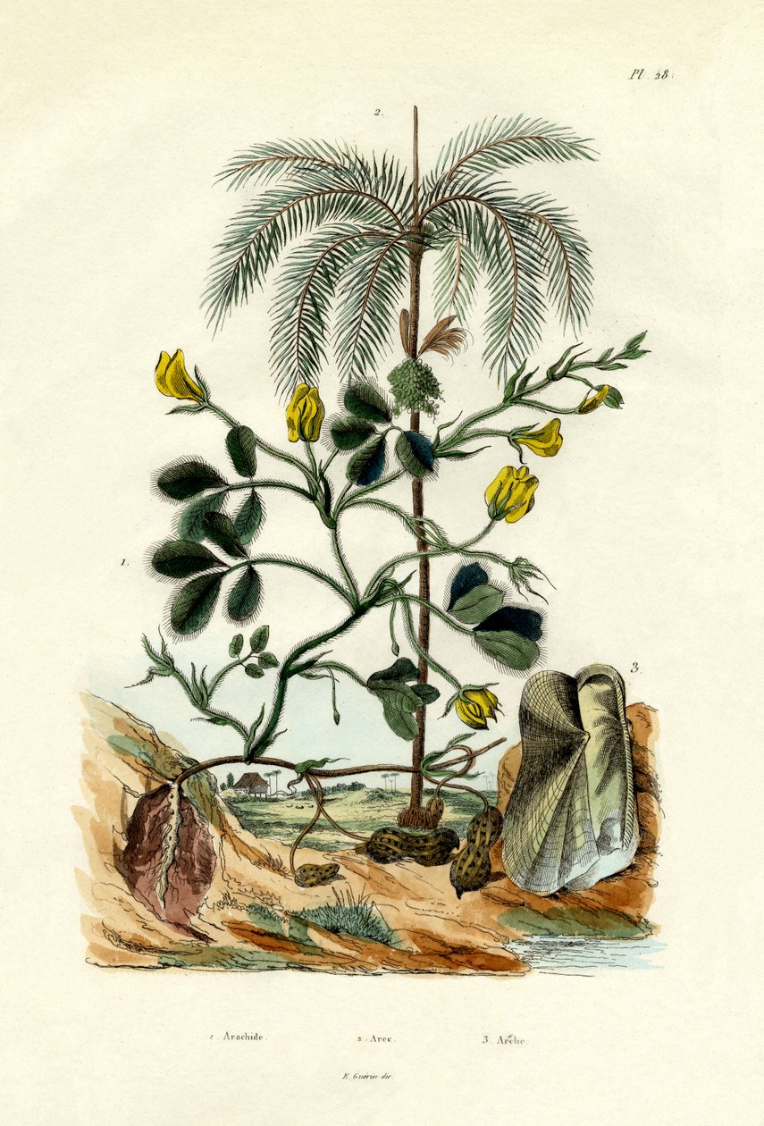 نبات الفول السوداني ، 1833-1839 بواسطة المدرسة الفرنسية