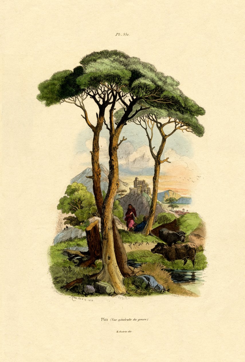 شجرة الصنوبر ، 1833-1839 بواسطة المدرسة الفرنسية