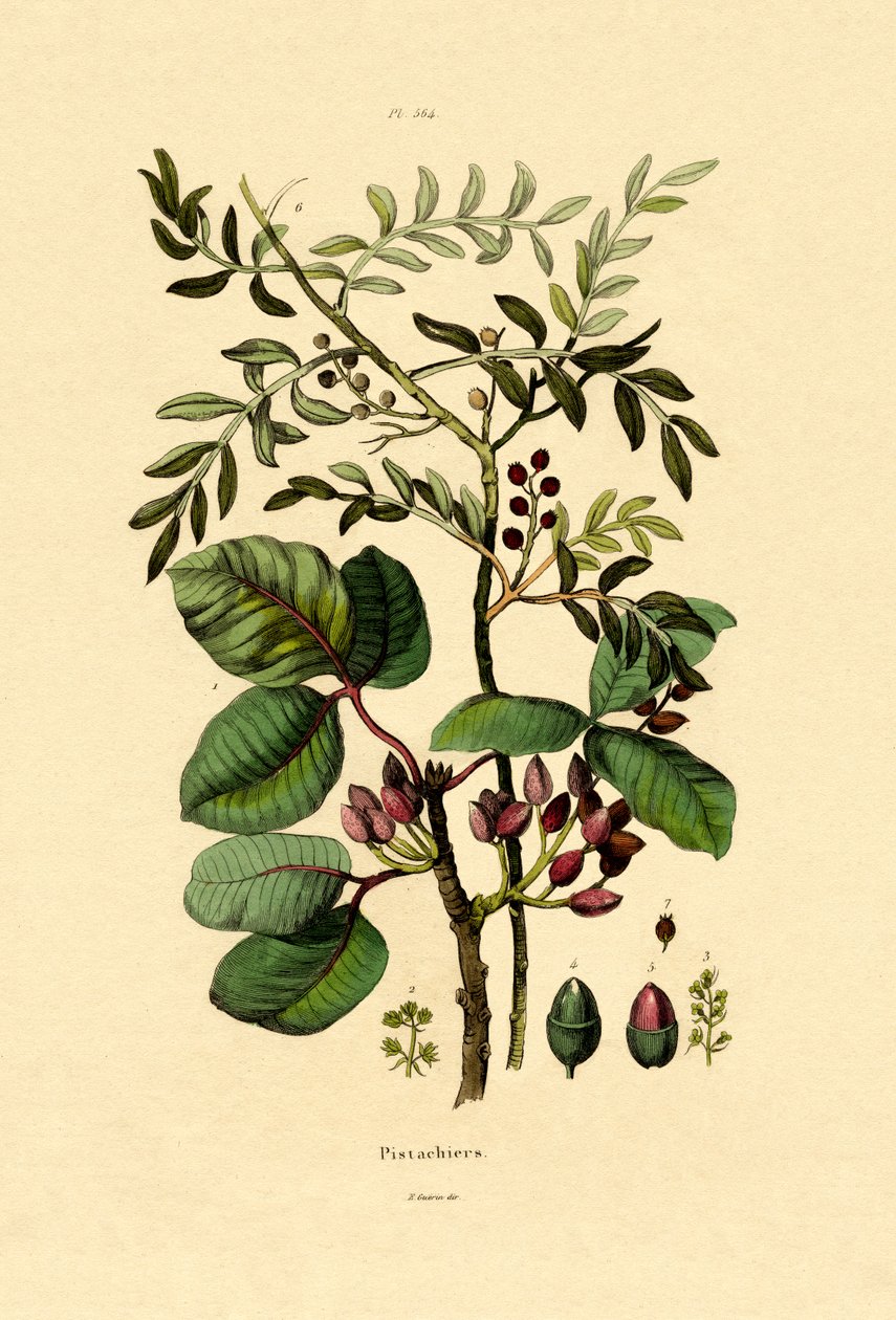 الفستق ، 1833-1839 بواسطة المدرسة الفرنسية