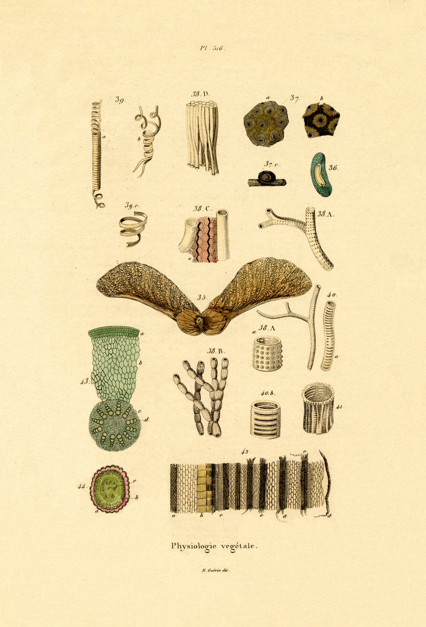 النباتات ، 1833-1839 بواسطة المدرسة الفرنسية