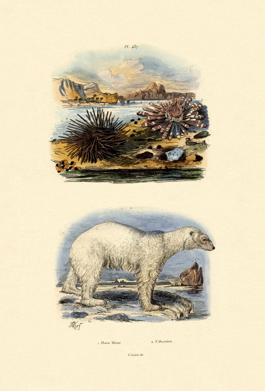 الدب القطبي ، 1833-1839 بواسطة المدرسة الفرنسية