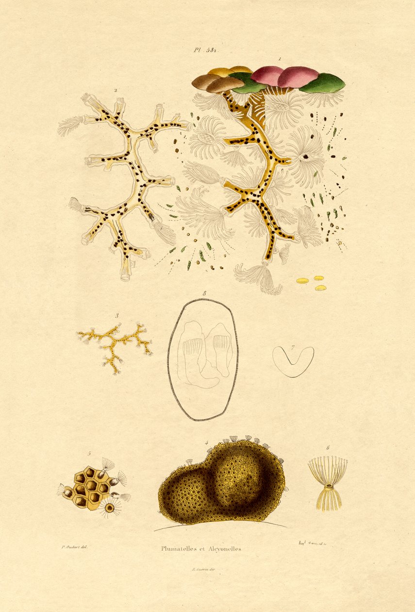 بوليب ، 1833-1839 بواسطة المدرسة الفرنسية