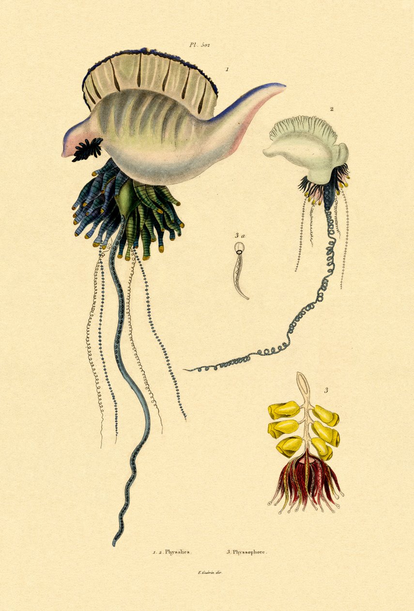 رجل الحرب البرتغالي ، 1833-1839 بواسطة المدرسة الفرنسية