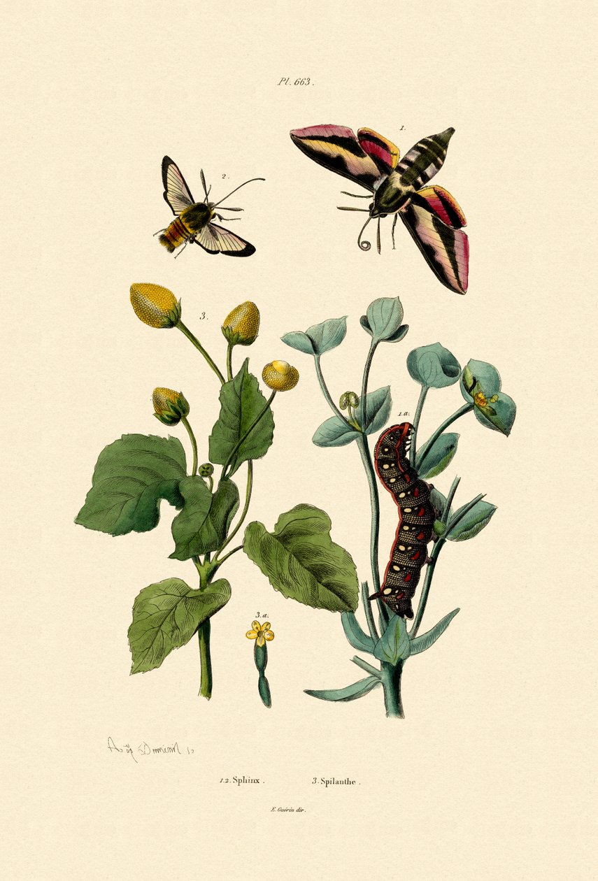 Privet Hawkmoth ، 1833-1839 بواسطة المدرسة الفرنسية