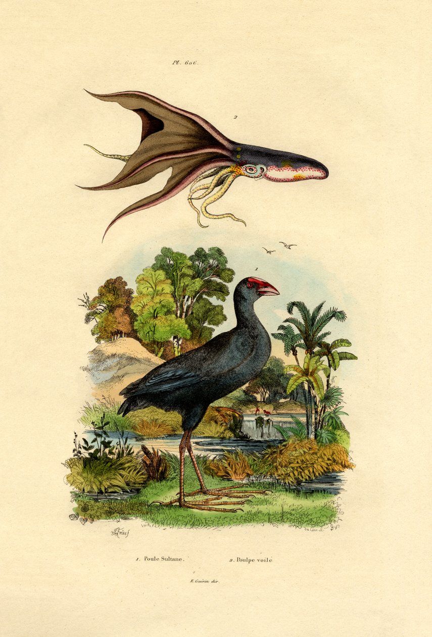 الأرجواني Swamphen ، 1833-1839 بواسطة المدرسة الفرنسية