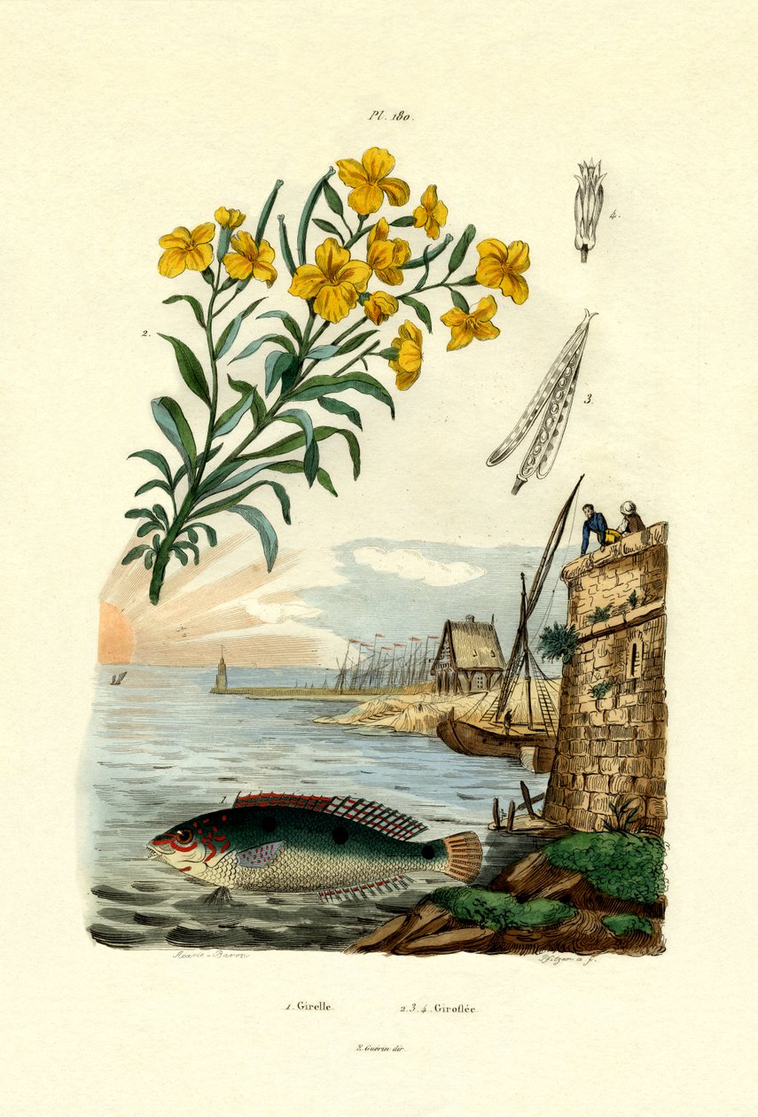 Rainbow Wrasse ، 1833-39 بواسطة المدرسة الفرنسية