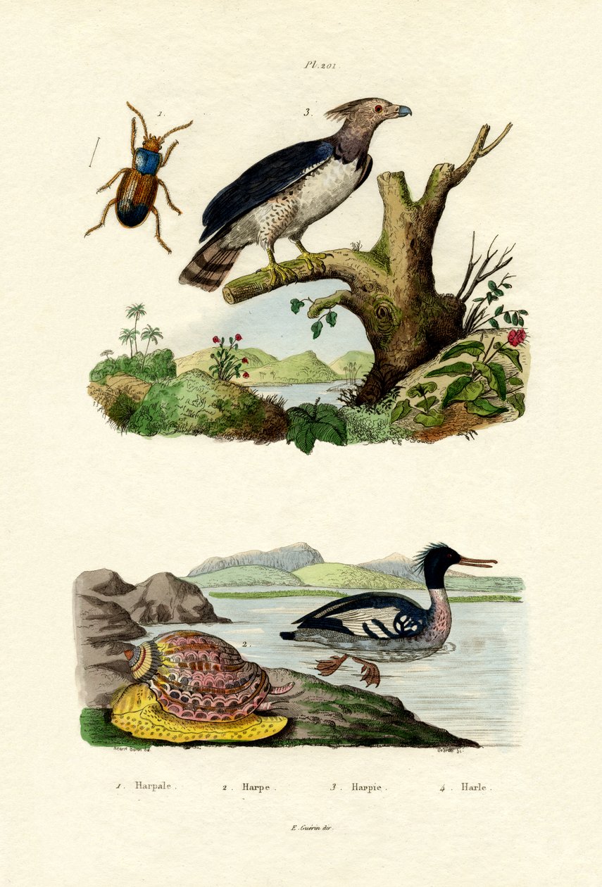 Merganser ذات الصدر الأحمر ، 1833-1839 بواسطة المدرسة الفرنسية