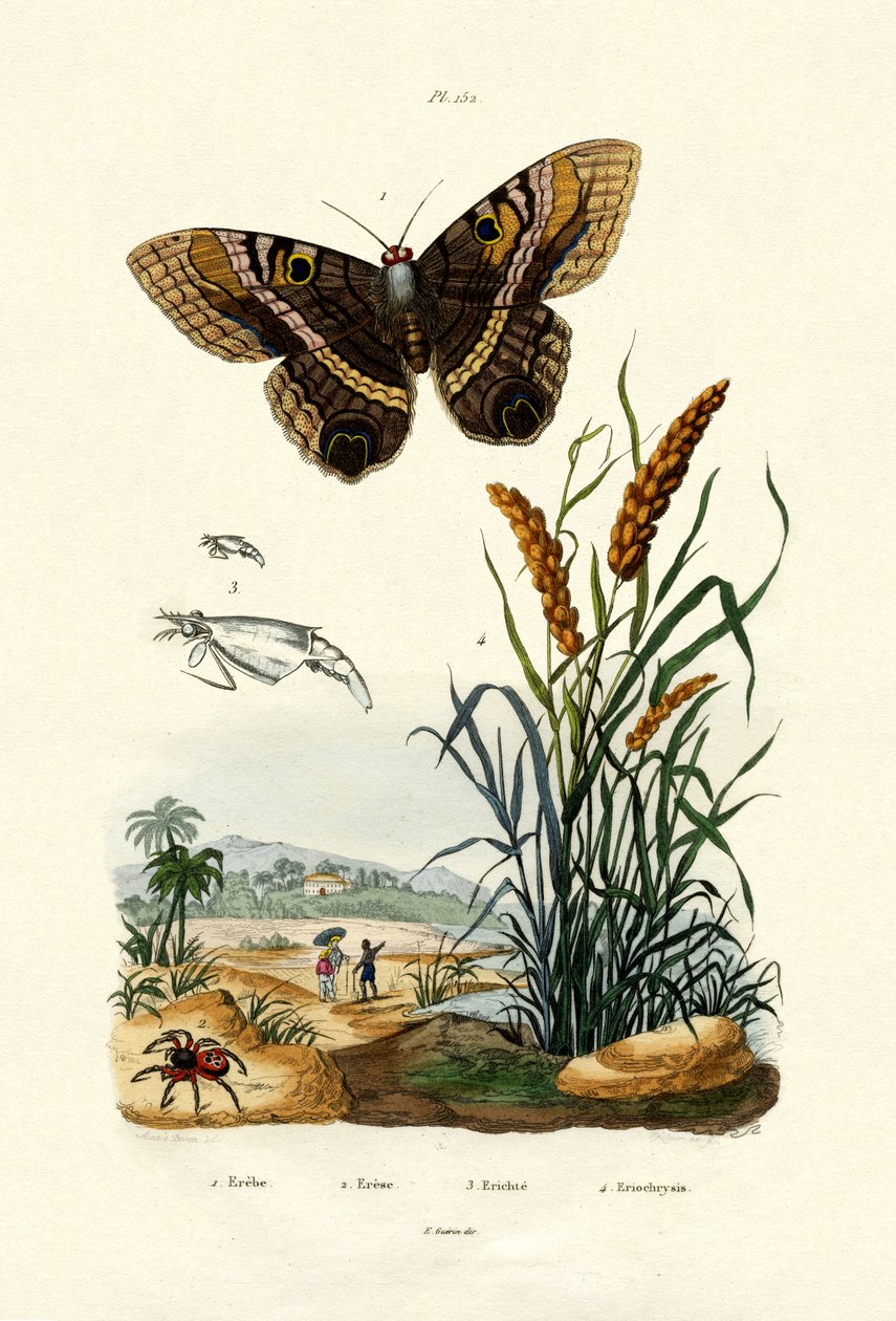 Ringlet ، 1833-1839 بواسطة المدرسة الفرنسية