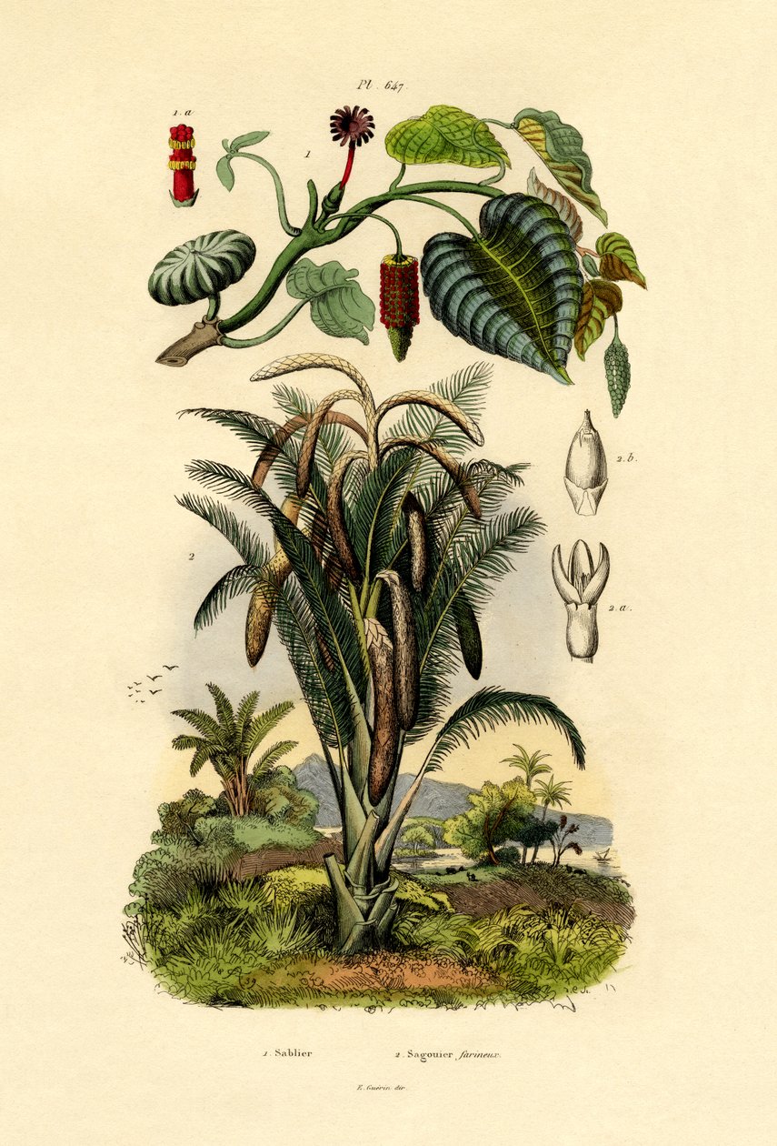 شجرة رمل ، 1833-1839 بواسطة المدرسة الفرنسية