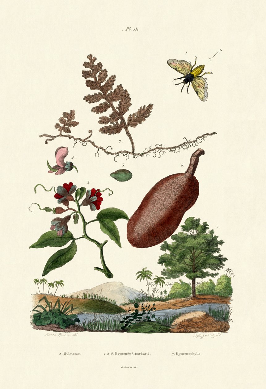 Sawfly ، 1833-1839 بواسطة المدرسة الفرنسية
