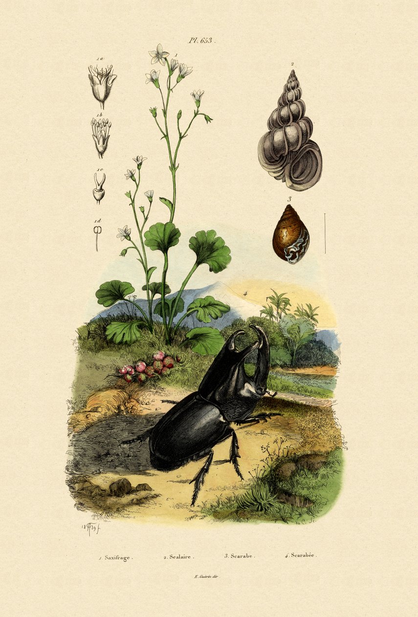 Saxifrage ، 1833-1839 بواسطة المدرسة الفرنسية