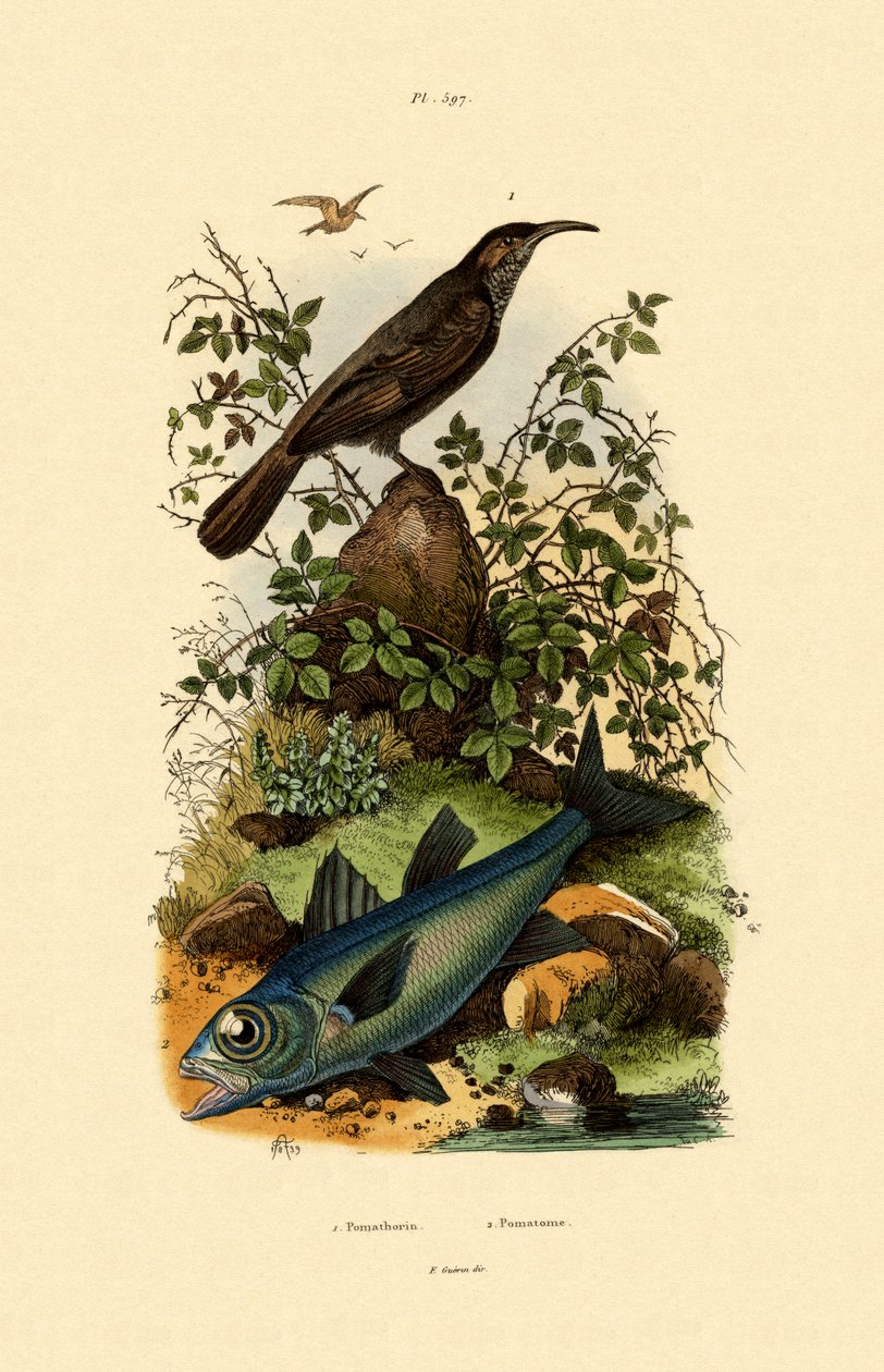 Scimitar babbler ، 1833-39 بواسطة المدرسة الفرنسية