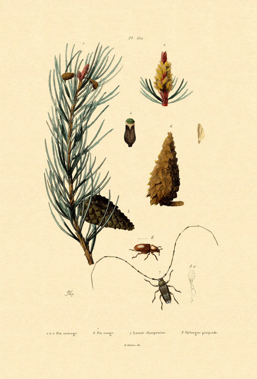 الاسكتلندي الصنوبر ، 1833-1839 بواسطة المدرسة الفرنسية