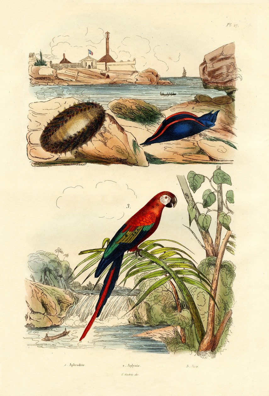 سي ماوس ، 1833-1839 بواسطة المدرسة الفرنسية