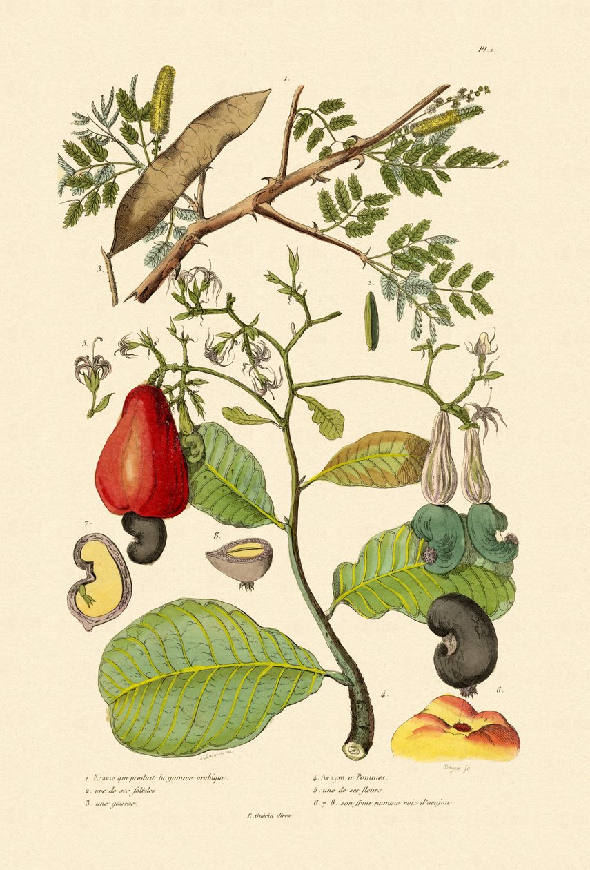السنغال الصمغ العربي ، 1833-1839 بواسطة المدرسة الفرنسية
