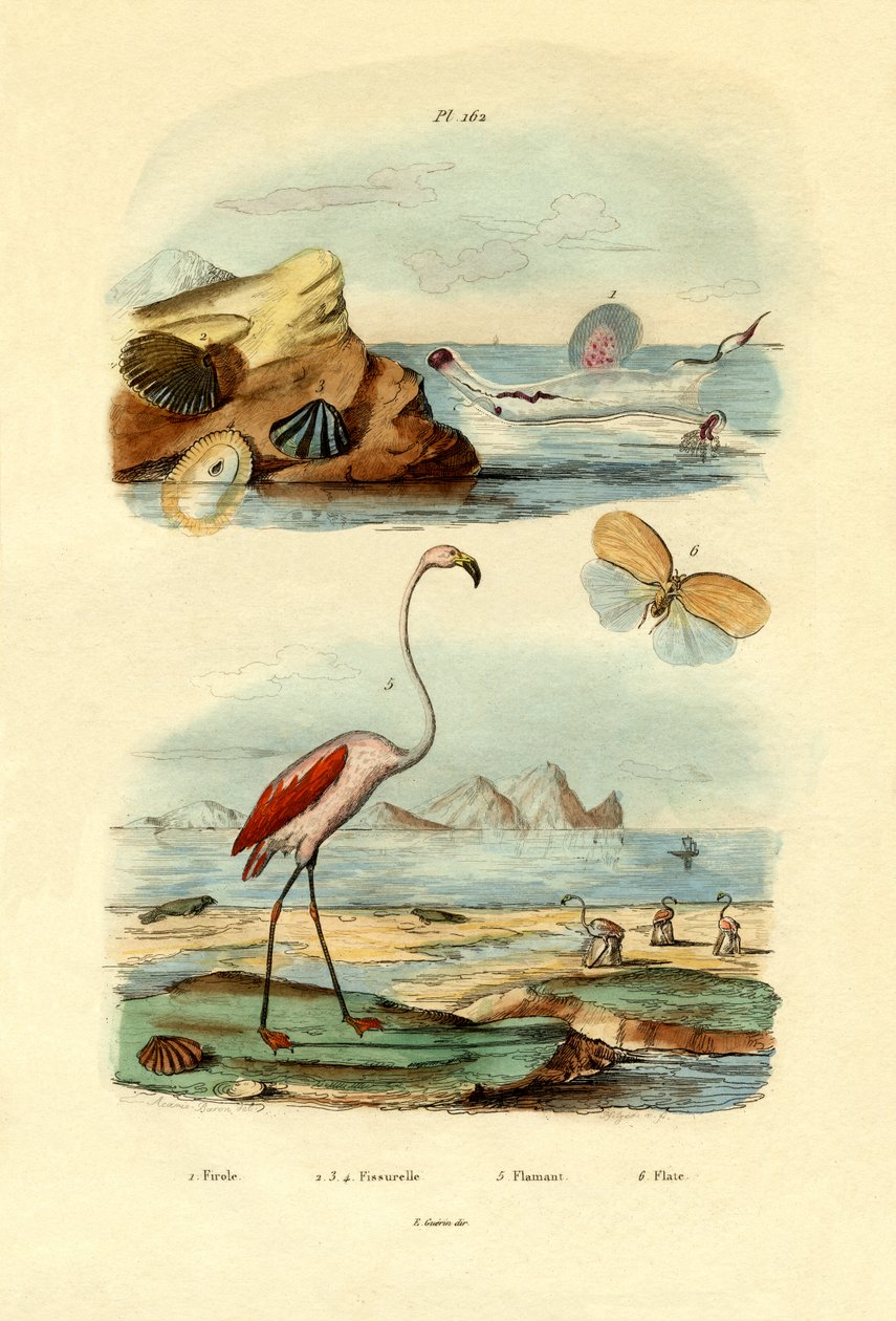 قذائف ، 1833-1839 بواسطة المدرسة الفرنسية