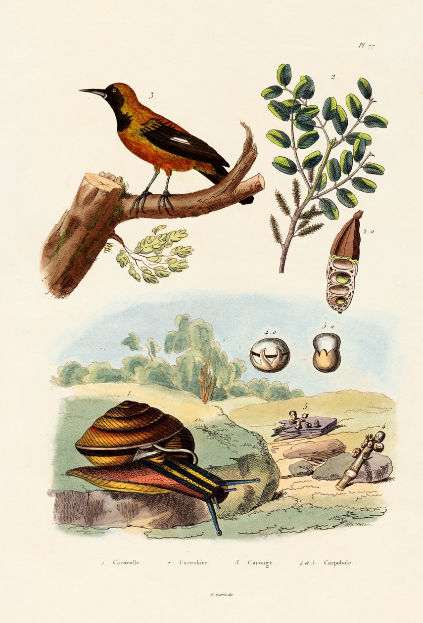 الحلزون ، 1833-1839 بواسطة المدرسة الفرنسية