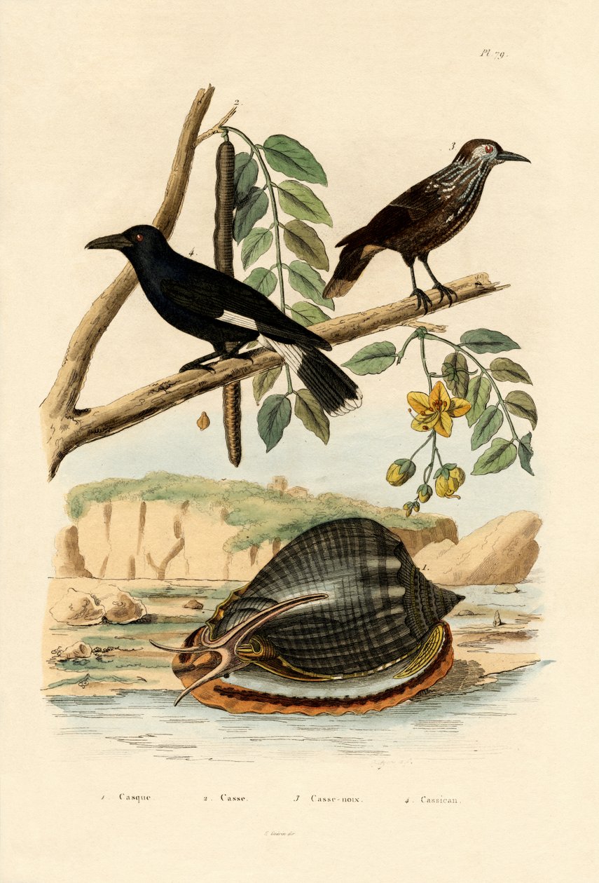 الحلزون ، 1833-1839 بواسطة المدرسة الفرنسية