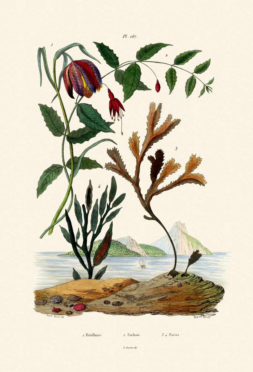 رأس الثعابين Fritillary ، 1833-1839 بواسطة المدرسة الفرنسية