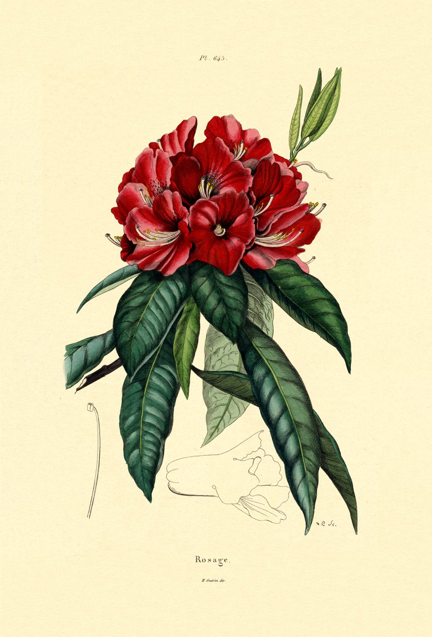 سنو روز ، 1833-1839 بواسطة المدرسة الفرنسية