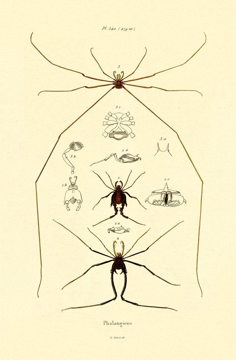 العناكب ، 1833-1839 بواسطة المدرسة الفرنسية