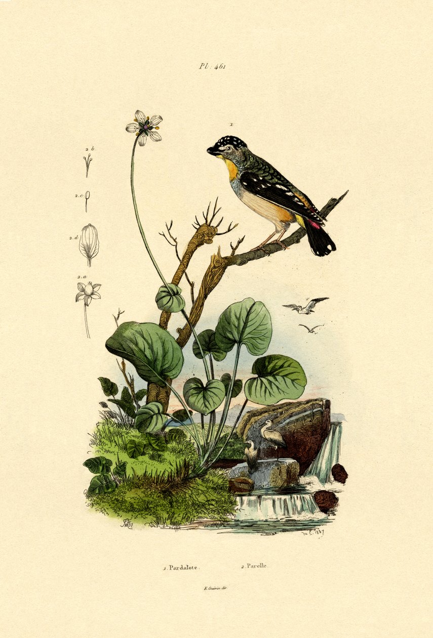 مرقط Pardalote ، 1833-1839 بواسطة المدرسة الفرنسية