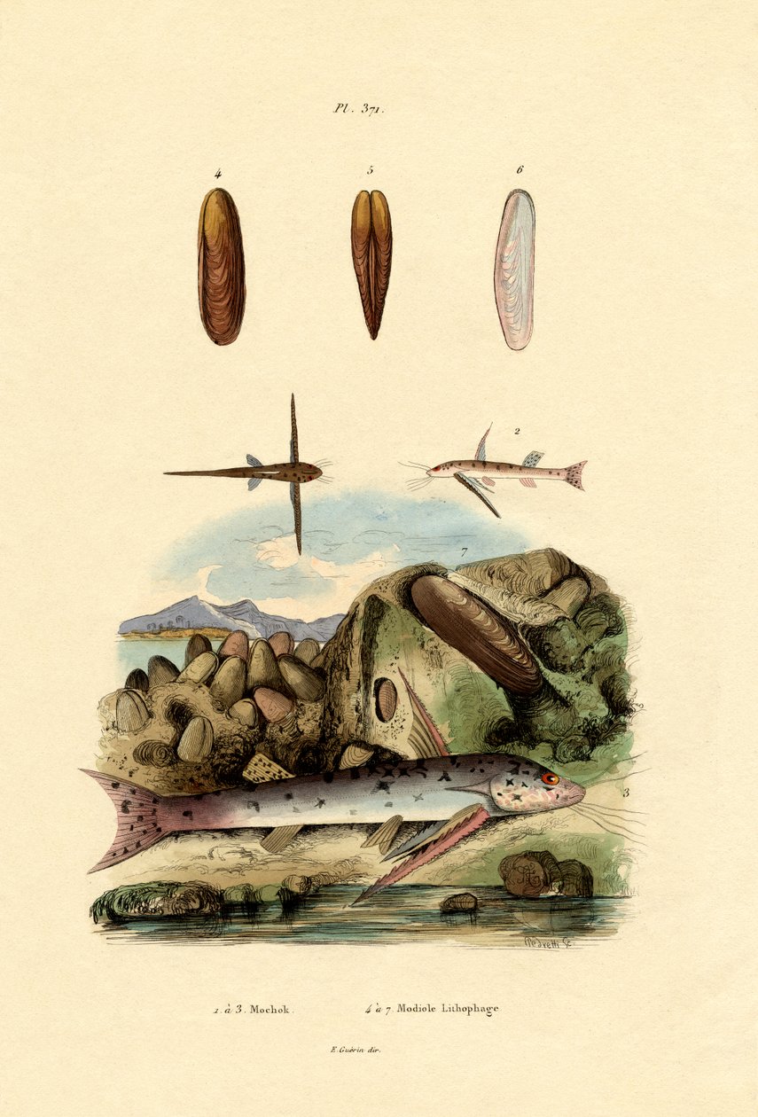 سكويكر ، 1833-1839 بواسطة المدرسة الفرنسية
