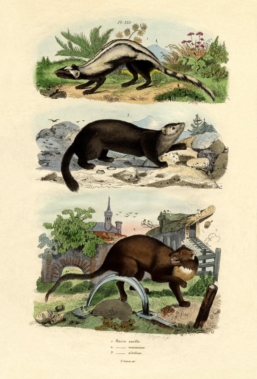 مخطط Polecat ، 1833-1839 بواسطة المدرسة الفرنسية